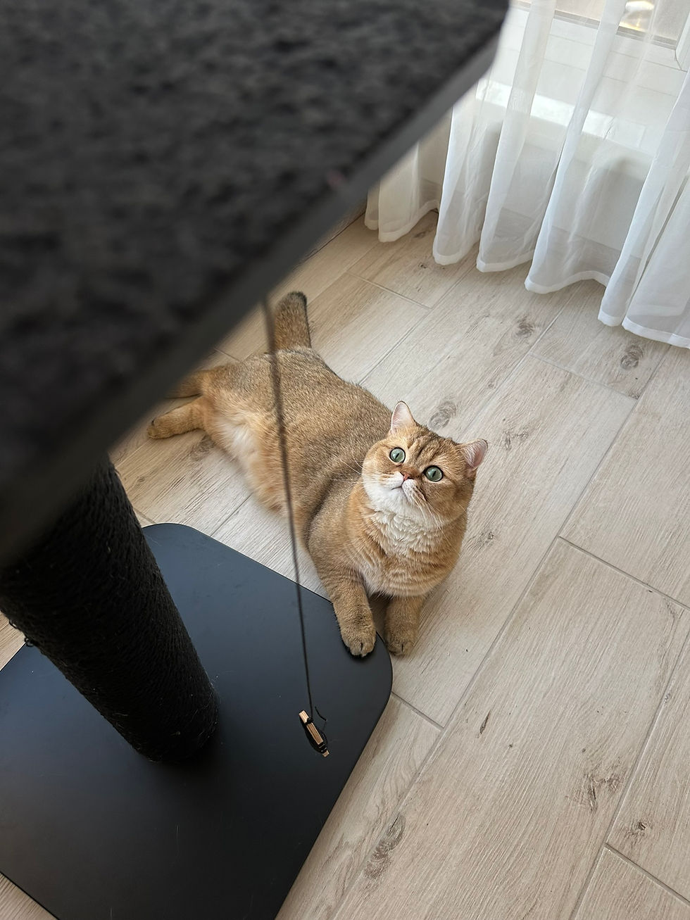 Прев'ю: Кігтеточка Model S з поличкою 25 см Чорна