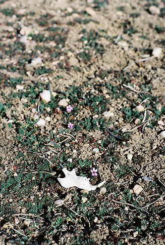 Flora and Jawbone__EAMidnight.jpeg