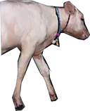 hdbcow.png