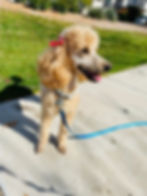 annie 8