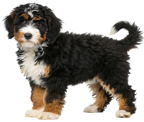 A Full Body Mini Bernedoodle Dog With A Small Comp Isolated On White Background.jpg
