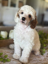 snoopy 6.jpg