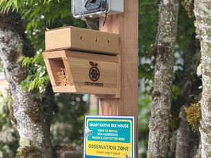 Students Code for Native Bee Conservation in New Planet Bee Pilot