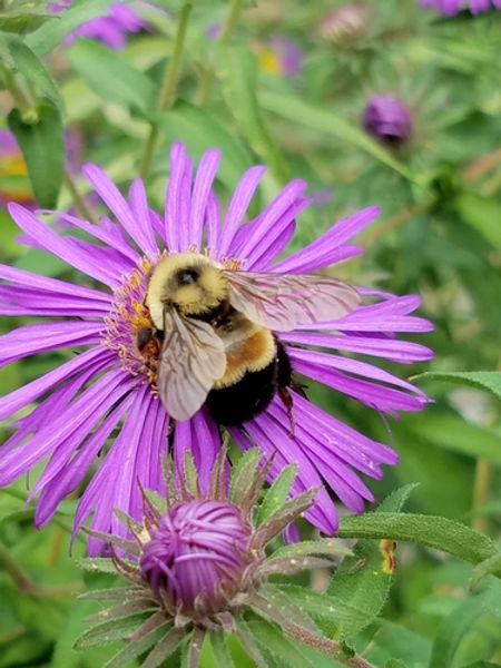 Endangered Insects Bees Meet the Most Endangered Bees: A Look at Species on the Brink