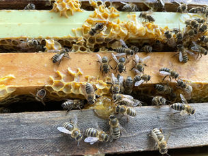 Sam Nelson's honeybee frames