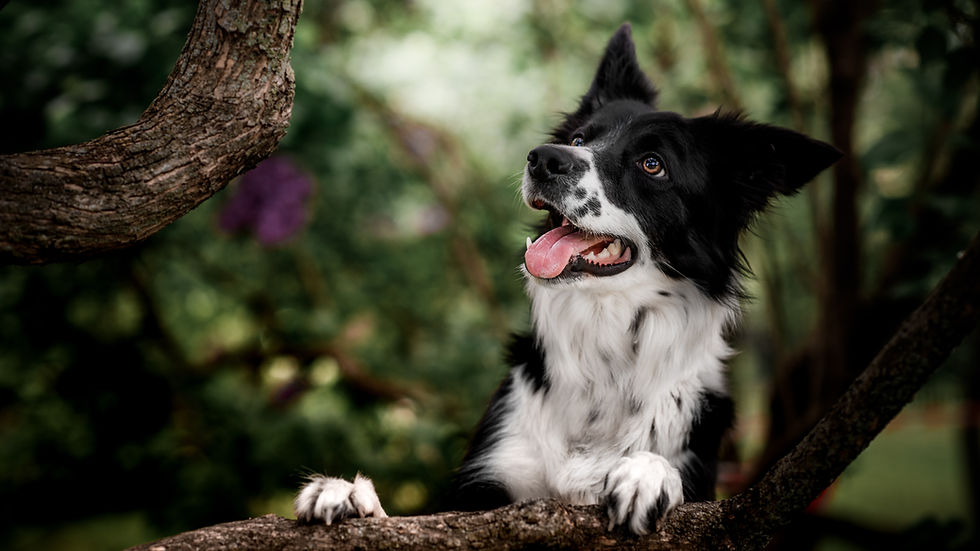 single collie dog