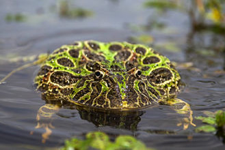 Ceratophrys ornata - Pablo Saibene.jpg