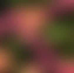 Guava Girl Summer: 올여름 트렌드 컬러?