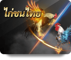 ufa-provider-chicken-fight