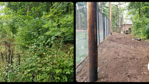A before and after of brush cleared along a fence.