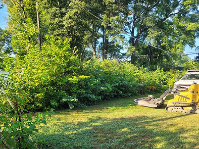 A "before" photo of an Indianapolis backyard overgrown with thick brush, honeysuckle, and tangled vines before clearing by John Schott.