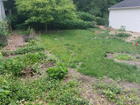 Overgrown landscape in backyard needing everything removed in Indianapolis, Indiana
