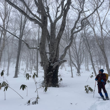ブナの森で地図読み