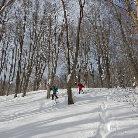 眺望抜群！袴岳ブナの森コース
