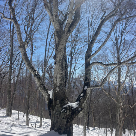 黒姫のぶなに会いに