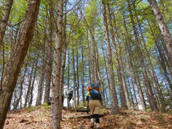 新緑のカラマツ