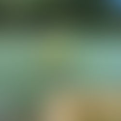 飛び込まずにはいられない