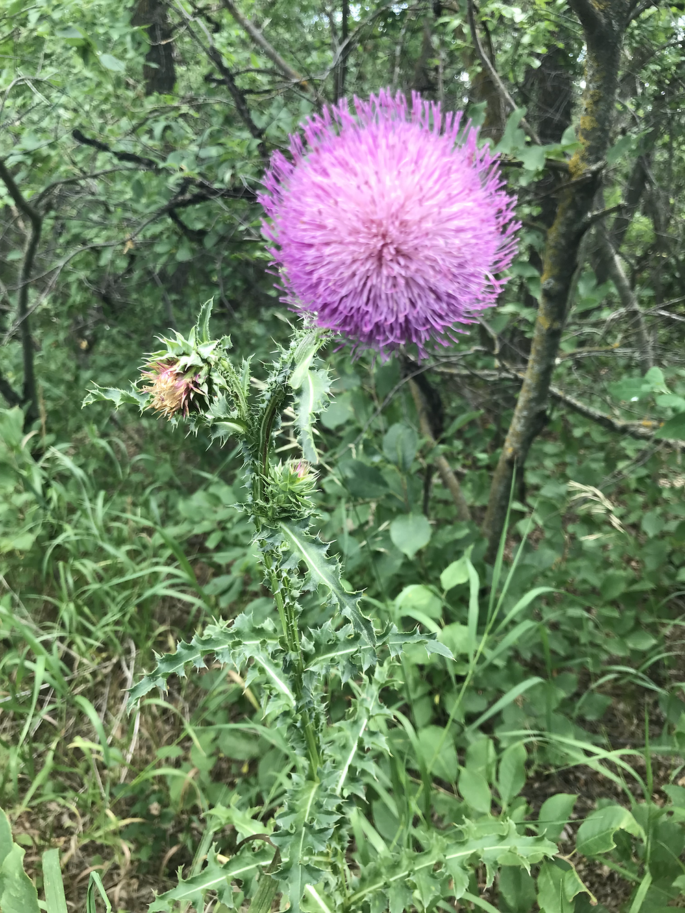 Thistle flower