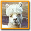 dog3.webp