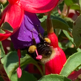 Busy Bee