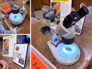 The 5 Best Microscopes for Homeschool Science (Plus 25 Things to Put Under the Lens)