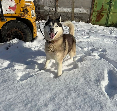Terry Fox Hund Husky Vermittlungshilfe ShelterDog.jpg