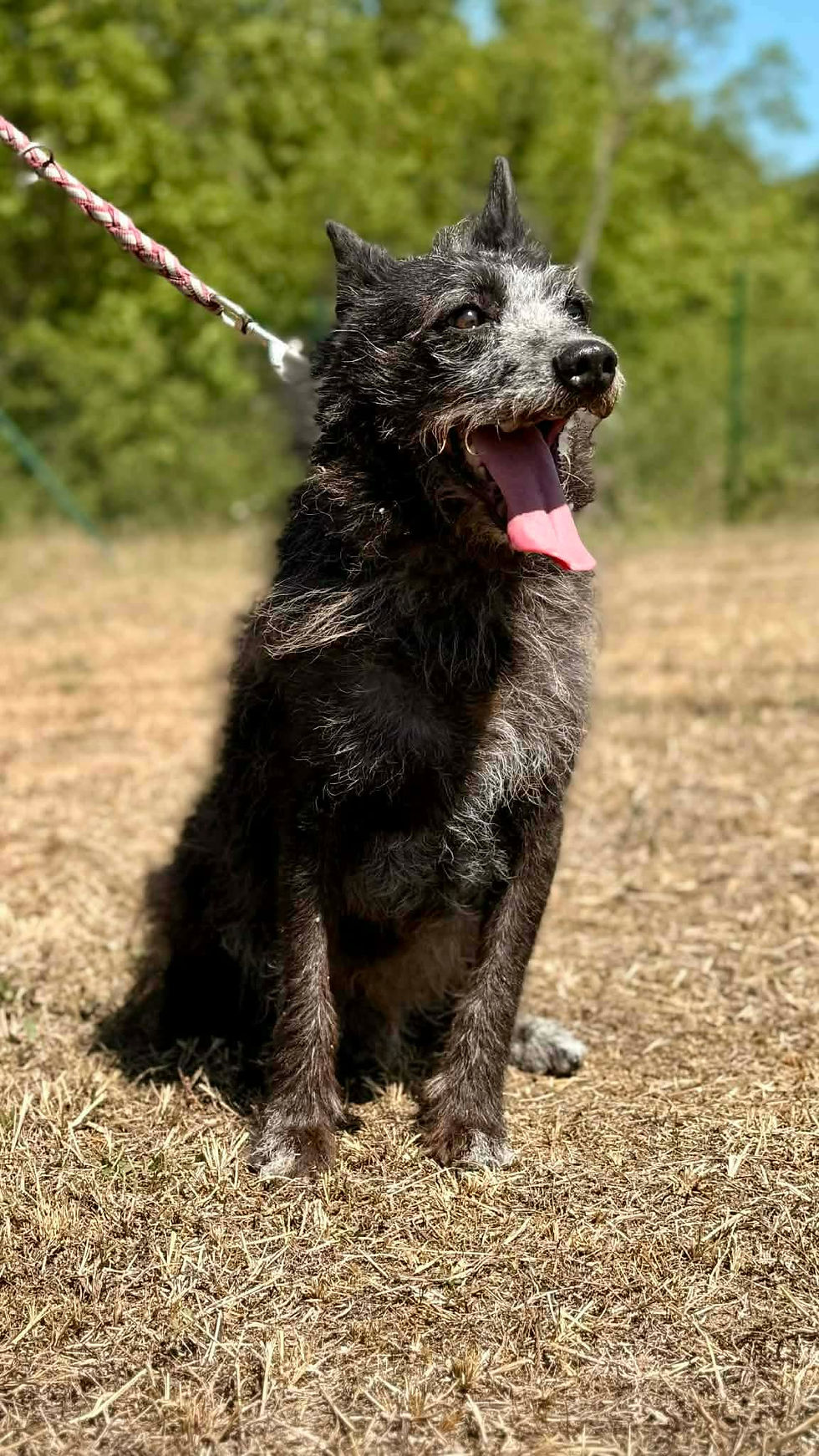 Kavics Mischling Animals ShelterDogs Tierschutz (3)