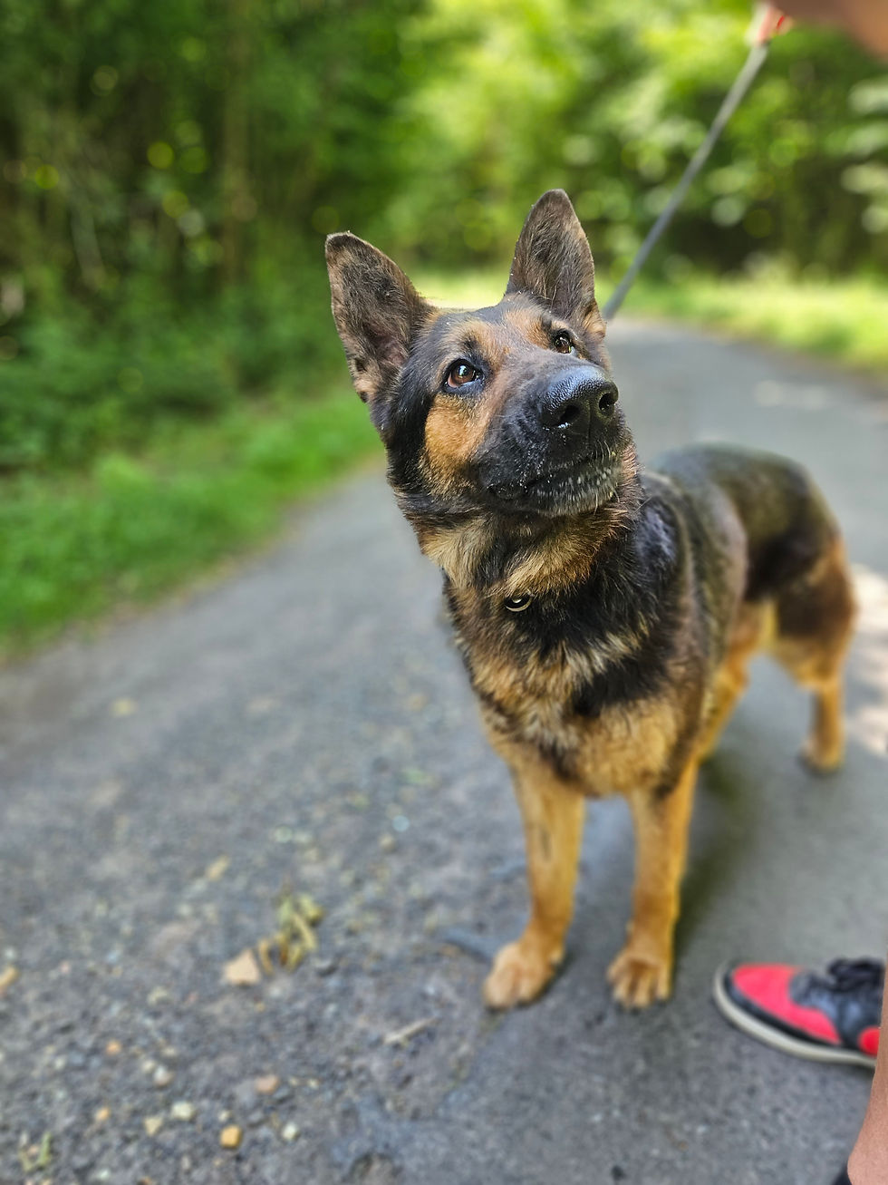Hunde Mina Tierheim Animal Dogs Doglocer (1)