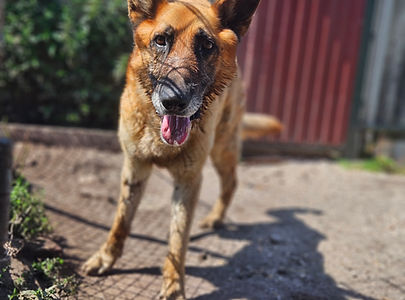 Leo Hunde Schäferhund Animals Doglover Hundevermittlung (3).jpg