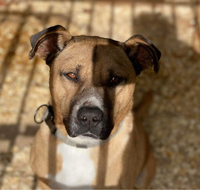 Nike Hunde Tierschutz Hundeheim Hilfe Ungarn (2).jpg