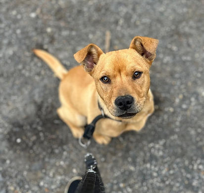 Betti Hündin Animals Tiere Shelter ShelterDogs (1)_edited.jpg