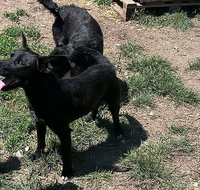 Shadow Hund Vermittlung Mischling Tierheim Dogs Shelter (2)_edited.jpg