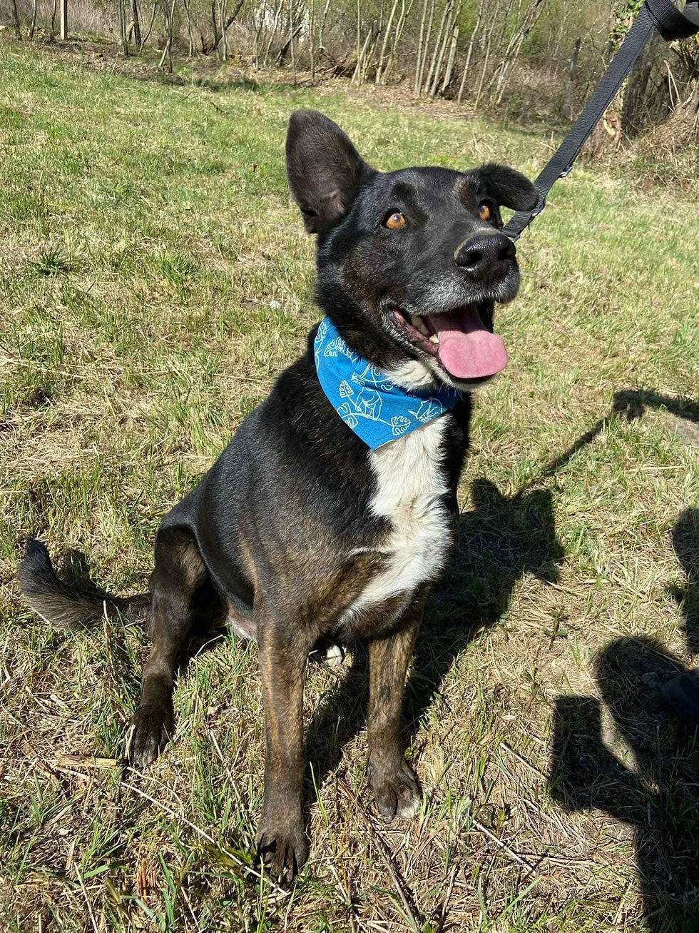 Hunde Tierschutz Hundeheim Vermittlungshilfe Tiere Adoption ShelterDog (1)