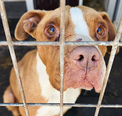 Jordan Hunde Dogs Doglover ShelterDog Hundeheim Tierschutz (4)_edited.jpg