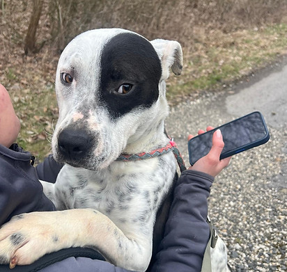 Kira Amstaff Mischling Hündin Adoption Animals (2).jpg