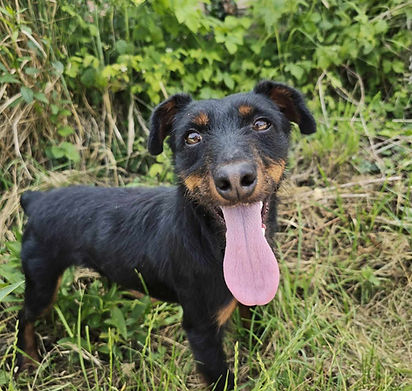Jago Mischling Jagdterrier Hunde Tierheim Tierschutz (2).jpeg