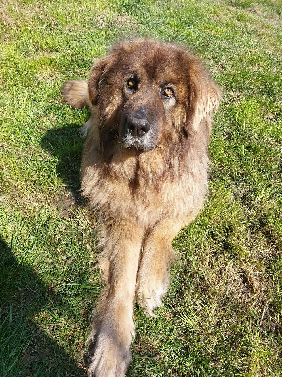 Vida Hündin Adoption Mischling Shelter Dogs Animals