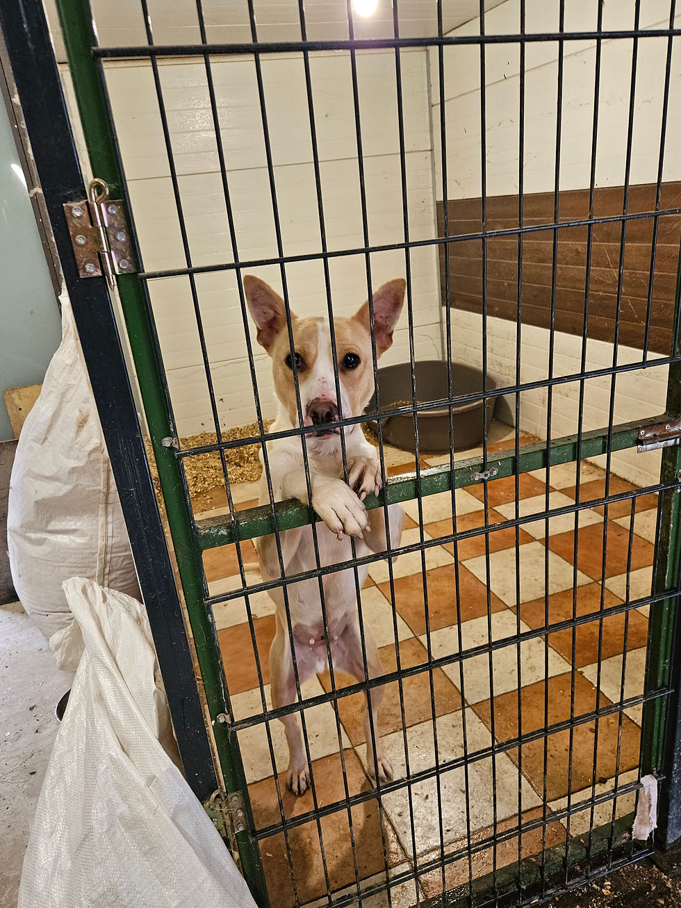 Fotos Hunde Vermittlungshilfe Animals (2)