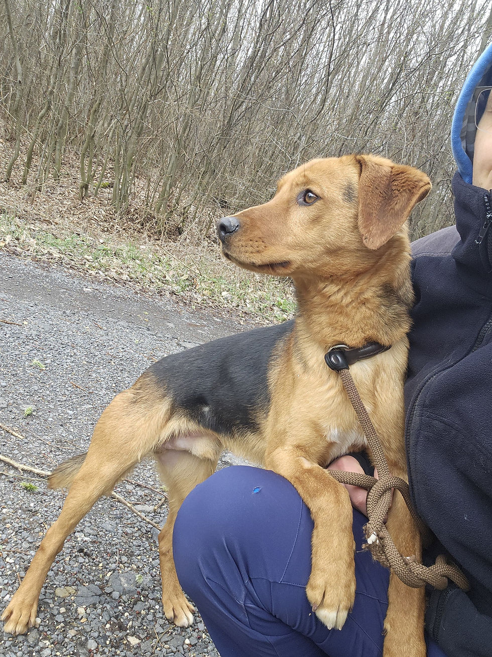 Zac Schäfermix Dogs Hunde Tierheim (6)