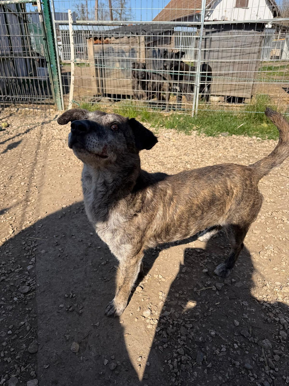 Grace Hündin Dogs Tierheimhunde Adoption Rescue (4)