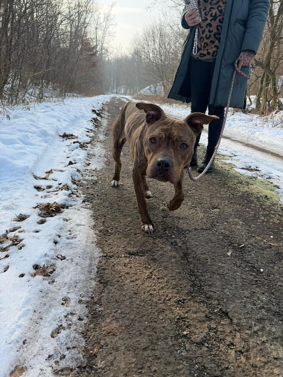 Elza Hunde Mischling Tierheim Animals Dogs DogLovers (3)