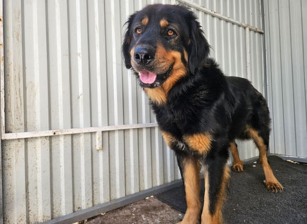 Pally Hunde Vermittlungshilfe Animals Dogs Hundeliebe (1).jpg