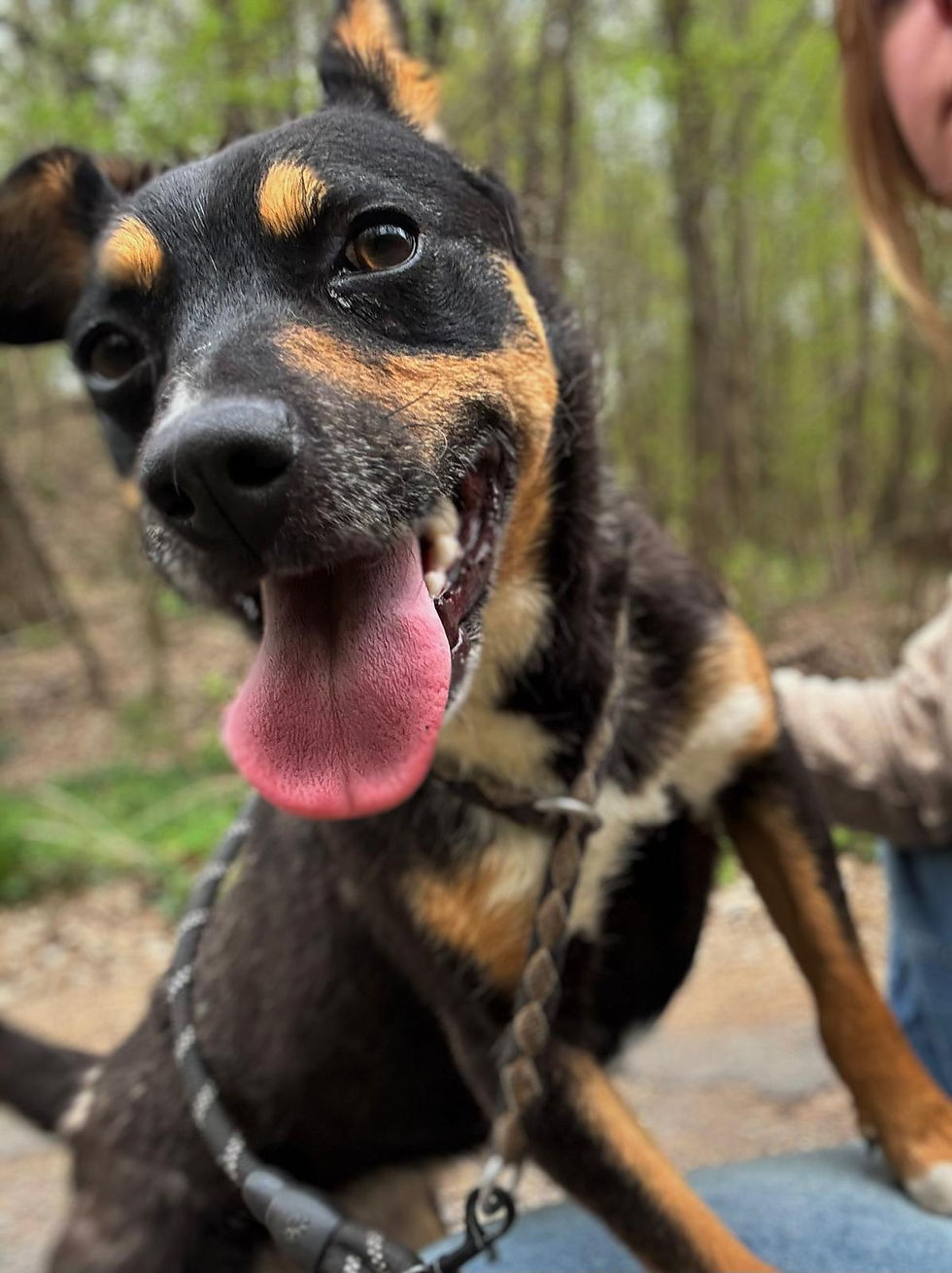 Mausi Mischling Dogs Tierschutz Rescue Animals (3)