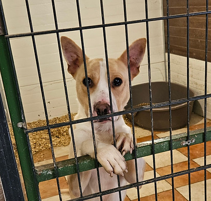 Fotos Hunde Vermittlungshilfe Animals (2)_edited.jpg