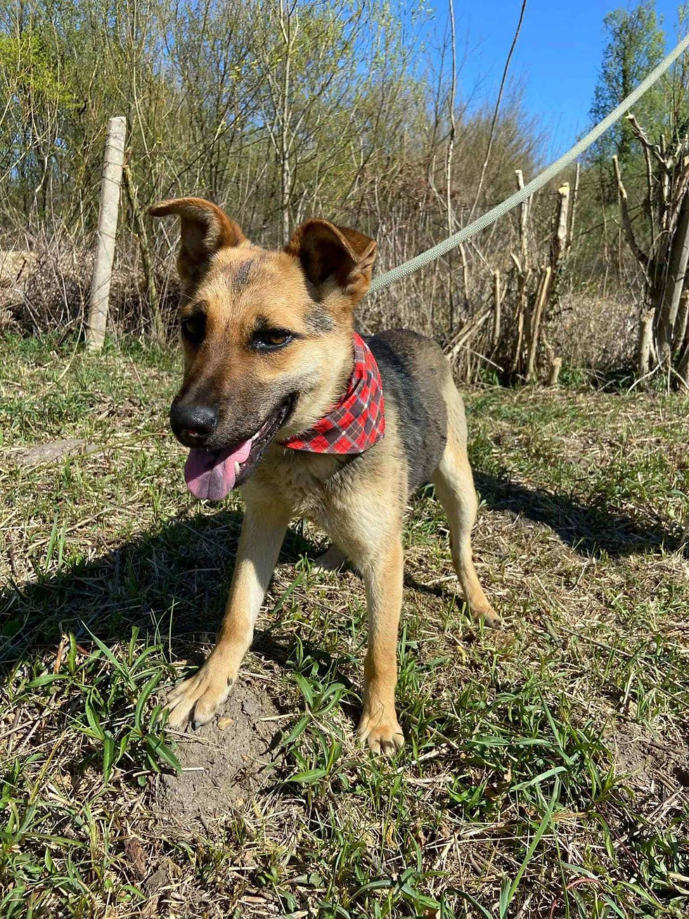 Hunde Tierschutz Hundeheim Vermittlungshilfe Tiere Adoption ShelterDog (3)