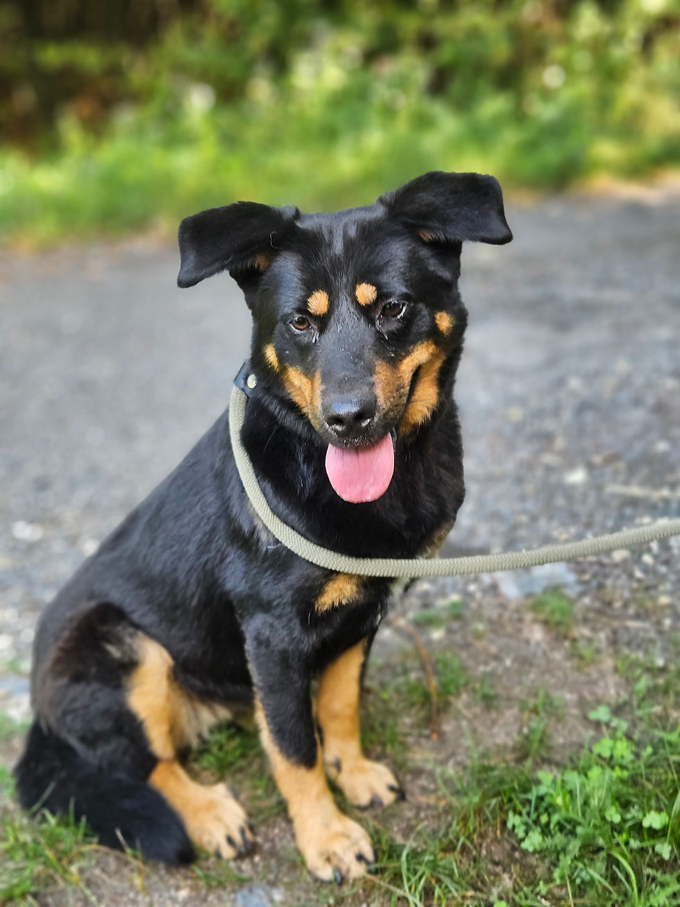 Sky Mischling Hündin Tiere Vermittlungshilfe Animals Dogs (1)