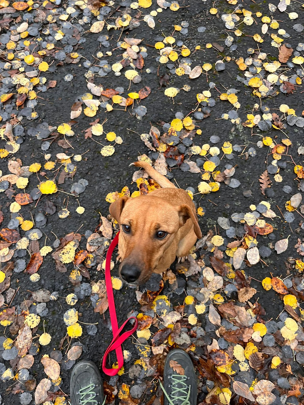 Bius Mischling Hunde Vermittlungshilfe Animals Shelter Dogs (1)