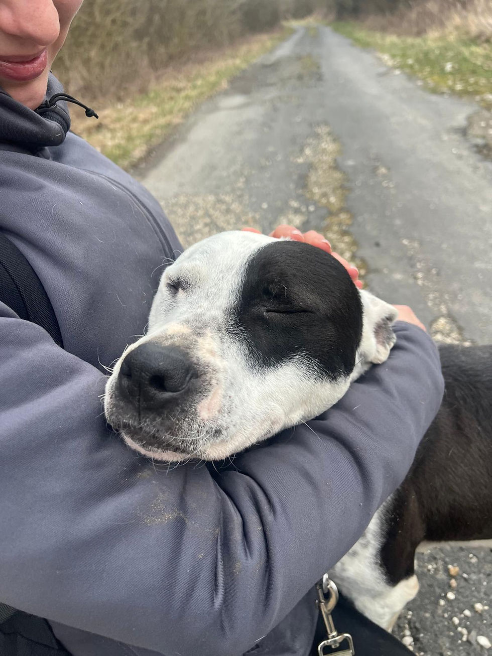 Kira Amstaff Mischling Hündin Adoption Animals (4)