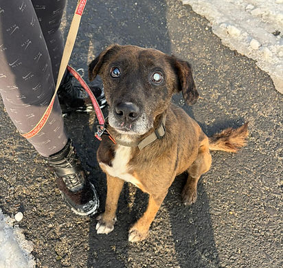 Mike Hundevermittlung Animals Dogs Shelterdog Tierschutz (3).jpg