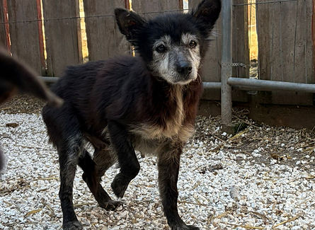 Ruby Hündin Mischling Tierheim Shelterdog Dogs rescue (3)_edited.jpg